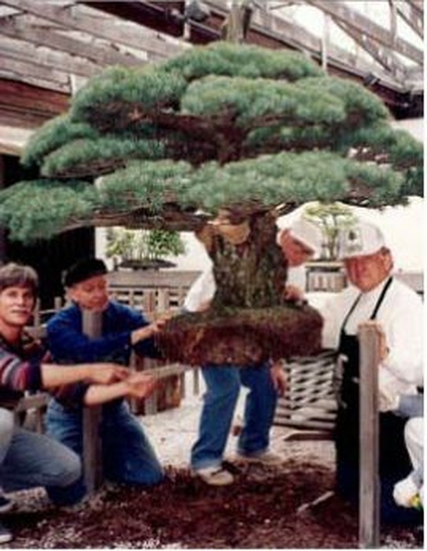 Man nhan cay bonsai 391 nam tuoi khien nguoi xem sung sot-Hinh-2